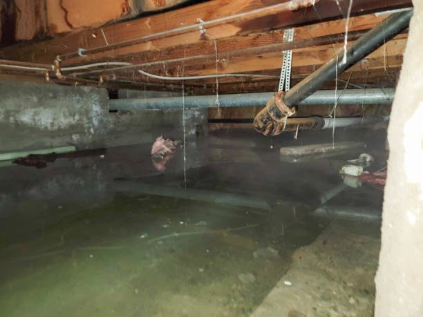 Best Professional water damage repair  in Knoxville, TN