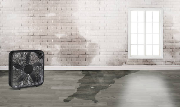 Best Basement water damage restoration  in Knoxville, TN